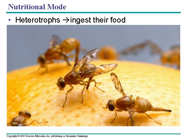 Nutritional Mode • Heterotrophs ingest their food Copyright © 2005 Pearson Education, Inc. publishing