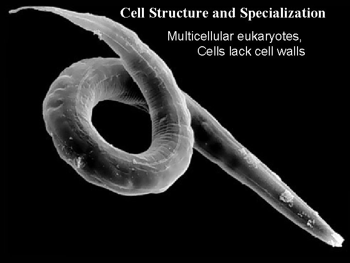 Cell Structure and Specialization Multicellular eukaryotes, Cells lack cell walls Copyright © 2005 Pearson