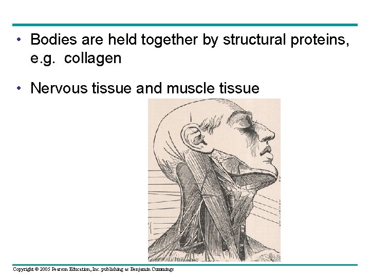  • Bodies are held together by structural proteins, e. g. collagen • Nervous