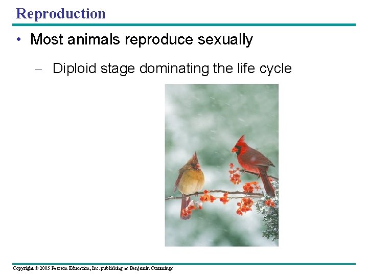 Reproduction • Most animals reproduce sexually – Diploid stage dominating the life cycle Copyright