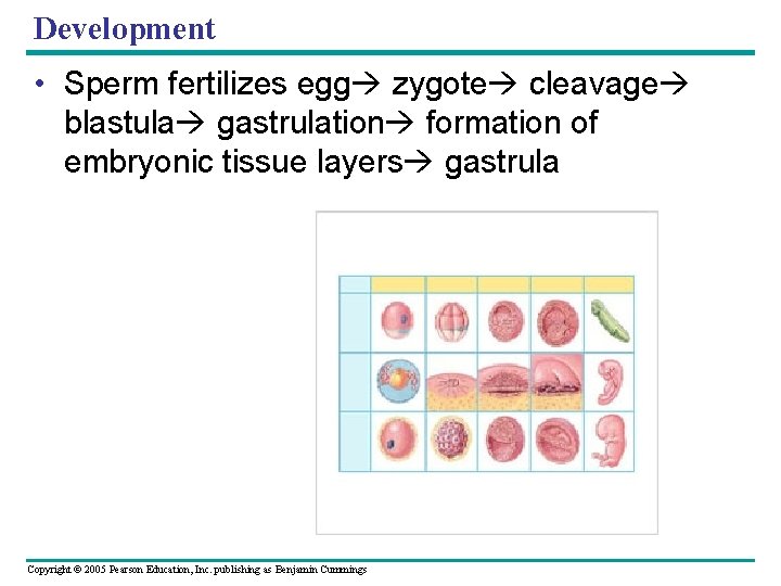 Development • Sperm fertilizes egg zygote cleavage blastula gastrulation formation of embryonic tissue layers