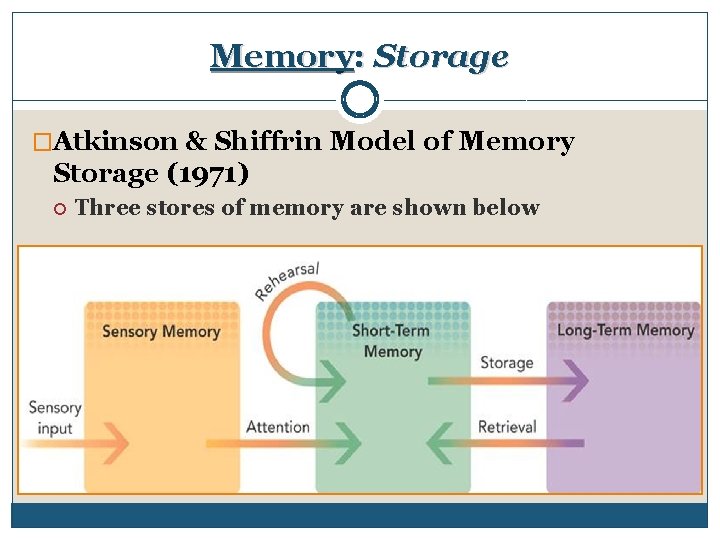 Memory: Storage �Atkinson & Shiffrin Model of Memory Storage (1971) Three stores of memory