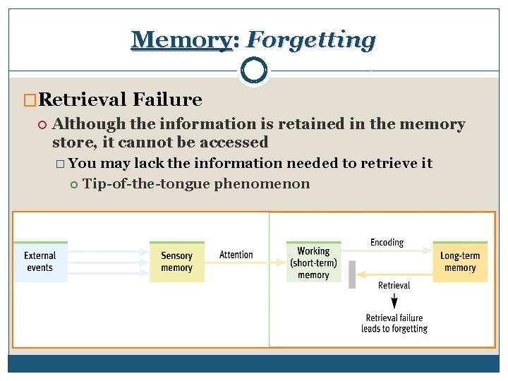Memory: Forgetting �Retrieval Failure Although the information is retained in the memory store, it