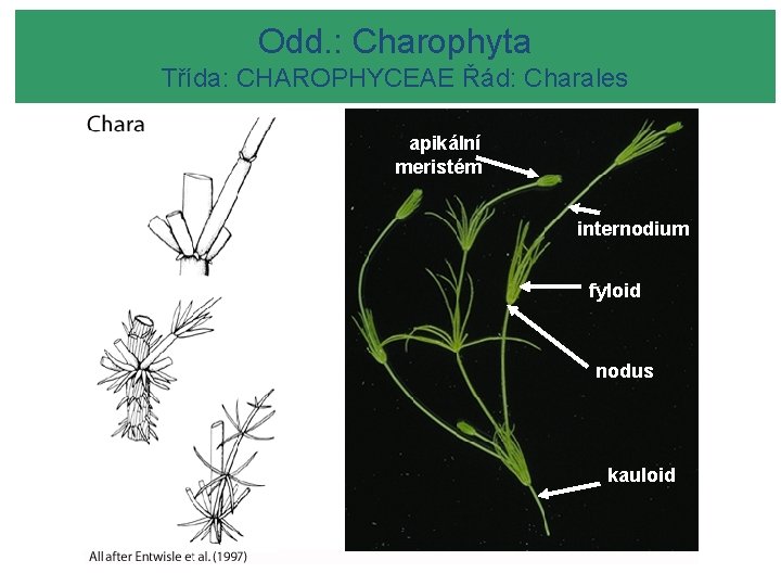 Odd. : Charophyta MESOSTIGMATOPHYCEAE Třída: CHAROPHYCEAE Řád: Charales apikální meristém internodium fyloid nodus kauloid