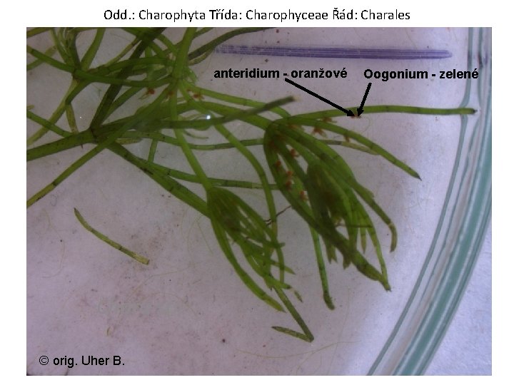 Odd. : Charophyta Třída: Charophyceae Řád: Charales anteridium - oranžové Chara sp. © orig.