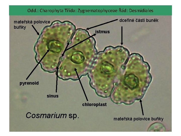 Odd. : Charophyta Třída: Zygnematophyceae Řád: Desmidiales mateřská polovice buňky dceřiné části buněk istmus