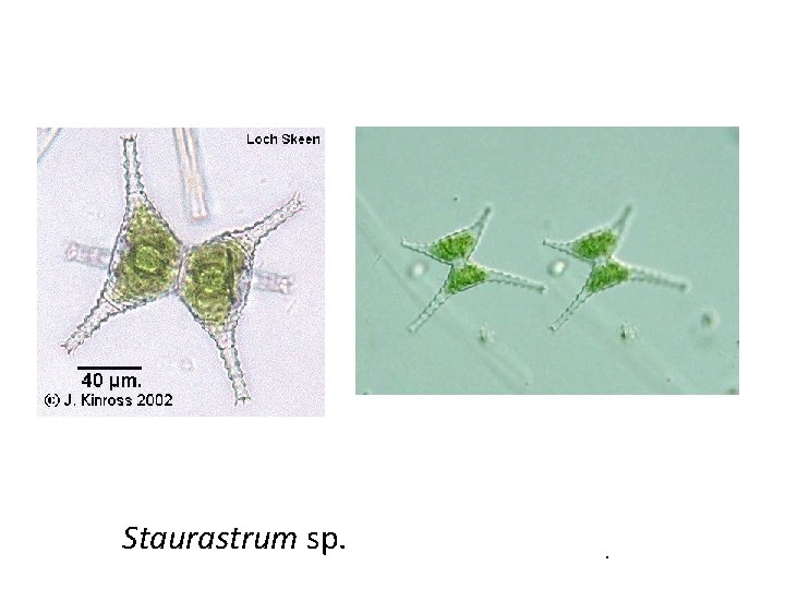 Staurastrum sp. . 