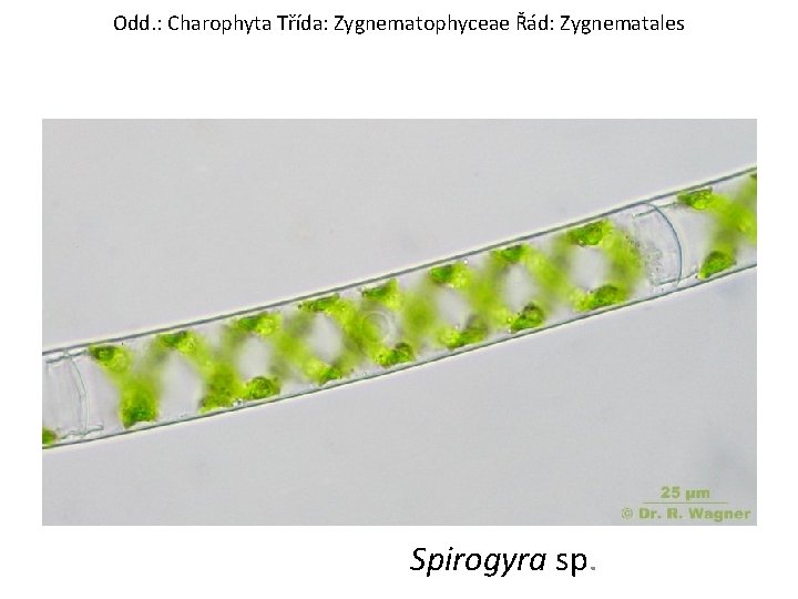 Odd. : Charophyta Třída: Zygnematophyceae Řád: Zygnematales Spirogyra sp. 