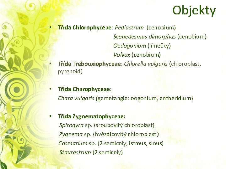  Objekty • Třída Chlorophyceae: Pediastrum (cenobium) Scenedesmus dimorphus (cenobium) Oedogonium (límečky) Volvox (cenobium)