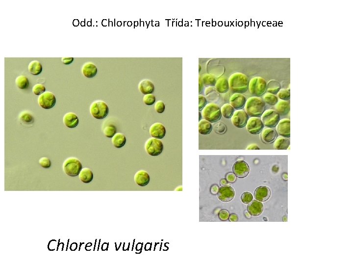 Odd. : Chlorophyta Třída: Trebouxiophyceae Chlorella vulgaris 