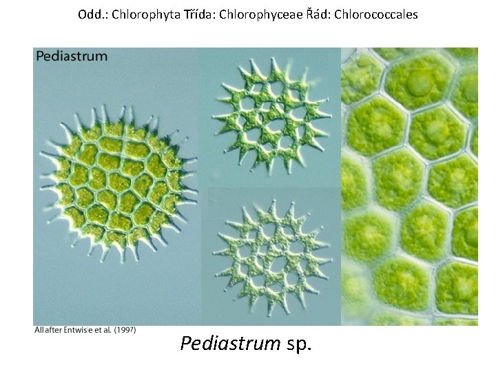 Odd. : Chlorophyta Třída: Chlorophyceae Řád: Chlorococcales Pediastrum sp. 