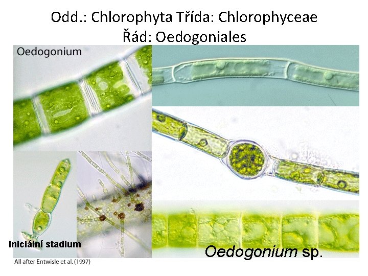Odd. : Chlorophyta Třída: Chlorophyceae Řád: Oedogoniales Iniciální stadium Oedogonium sp. 