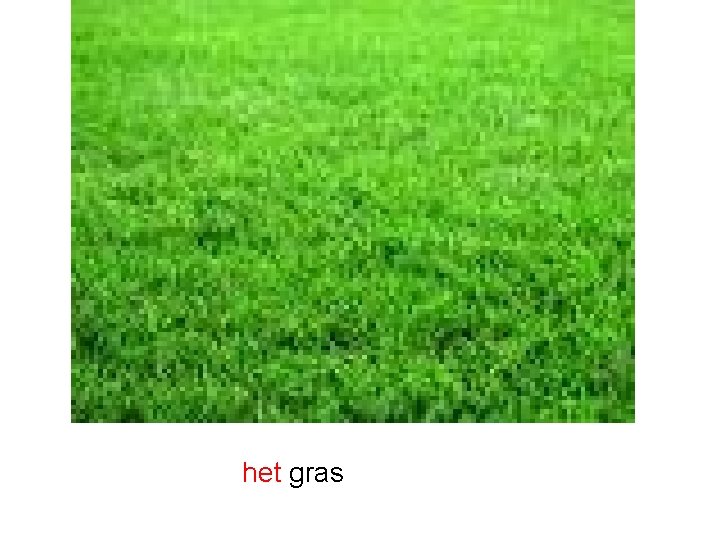 het gras 