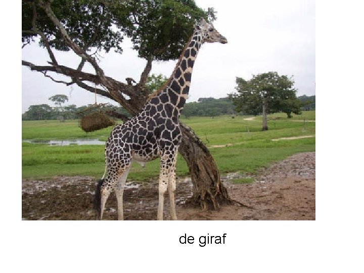 de giraf 