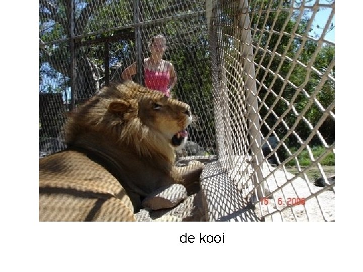 de kooi 