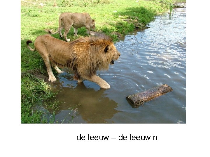 de leeuw – de leeuwin 