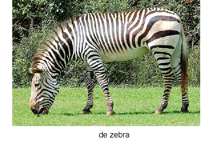 de zebra 