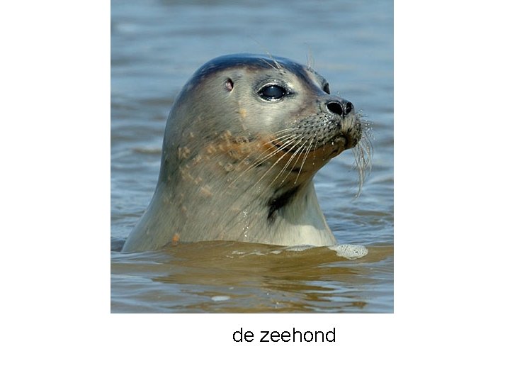 de zeehond 