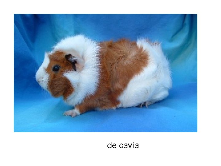 de cavia 