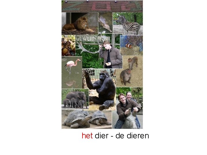 het dier - de dieren 