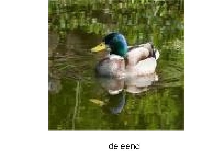 de eend 