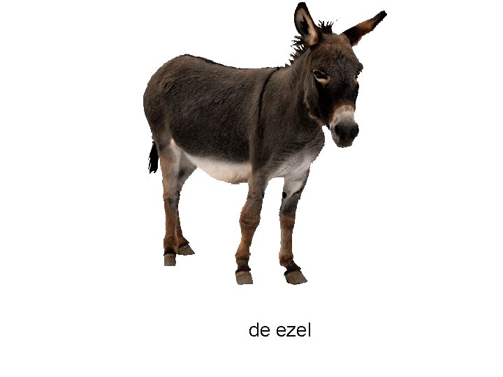 de ezel 