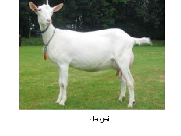 de geit 