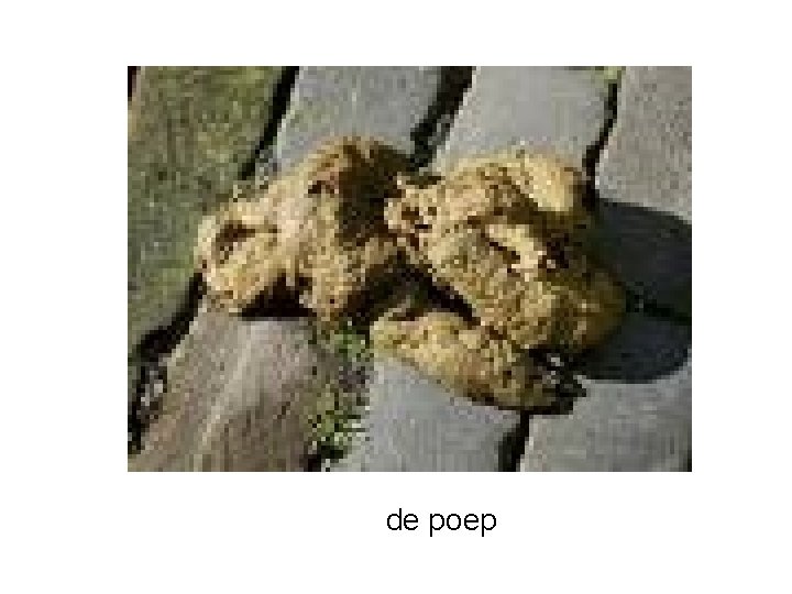de poep 