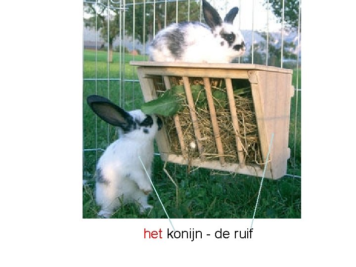 het konijn - de ruif 