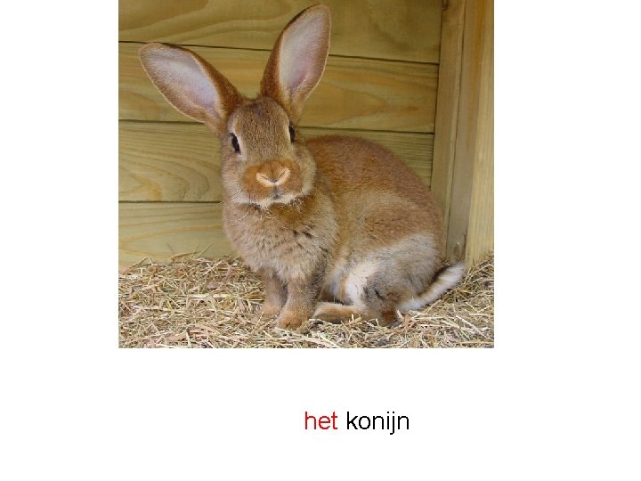 het konijn 