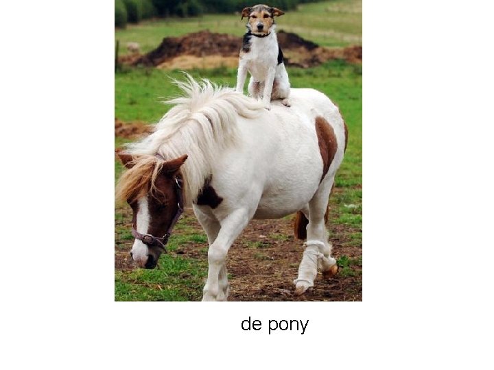 de pony 