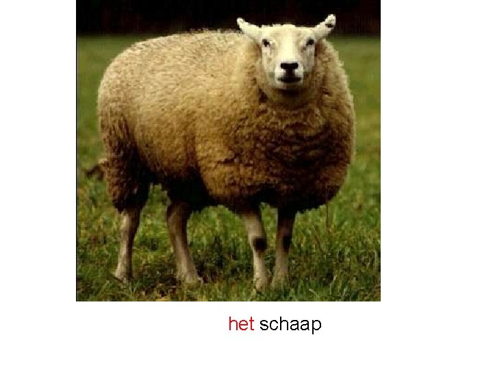 het schaap 