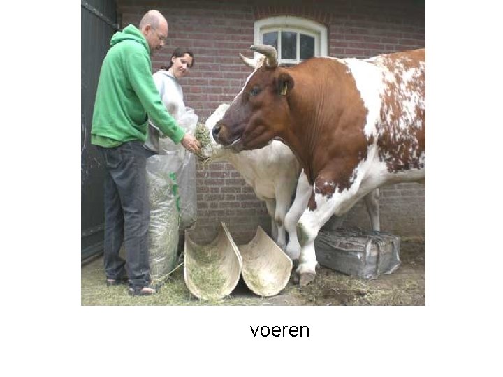 voeren 