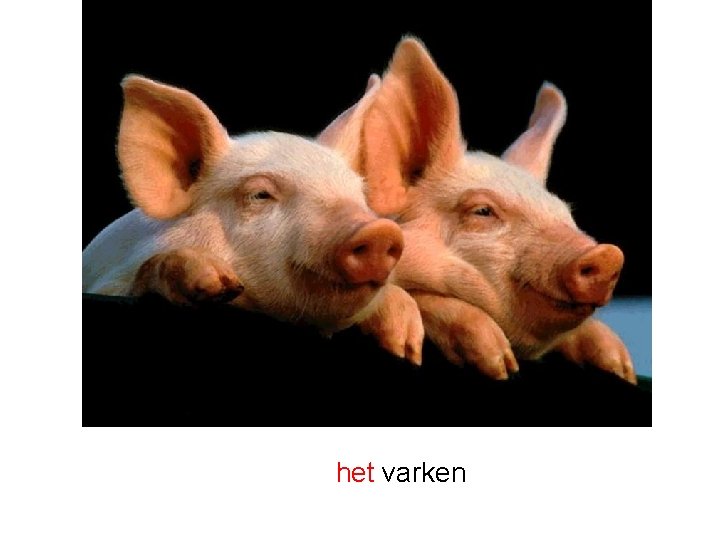 het varken 