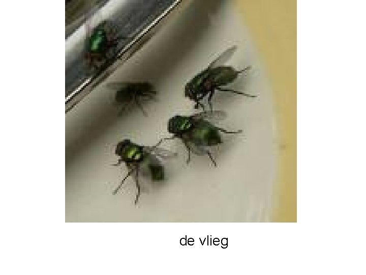 de vlieg 