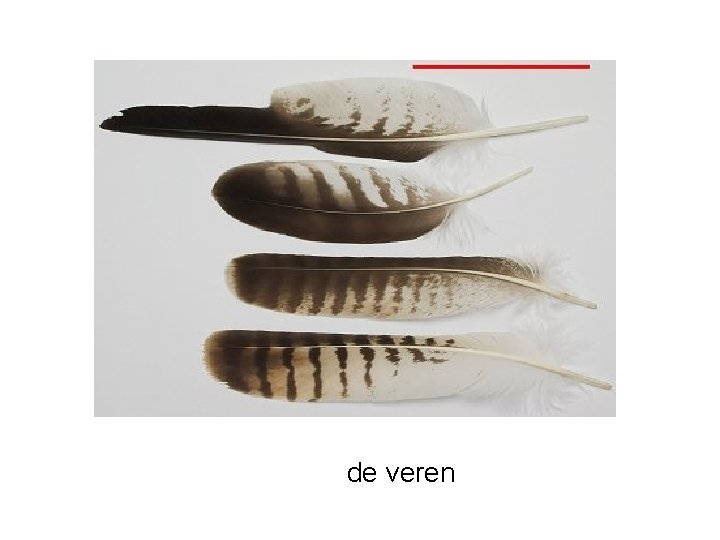 de veren 