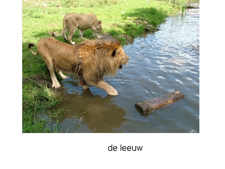de leeuw 