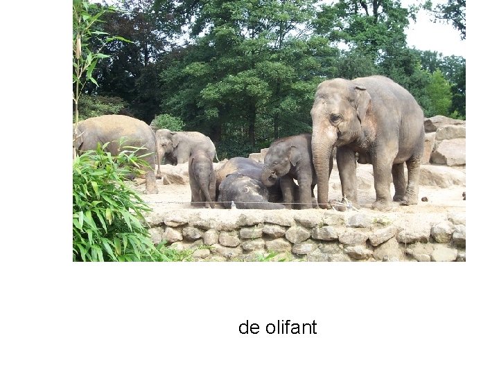 de olifant 