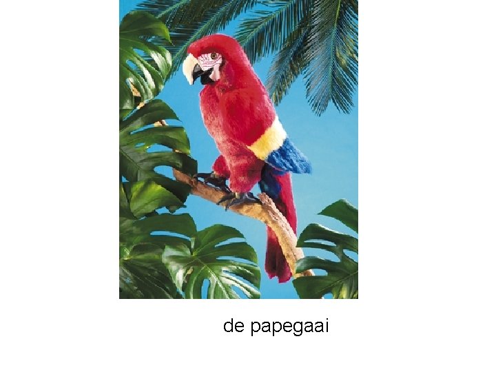 de papegaai 