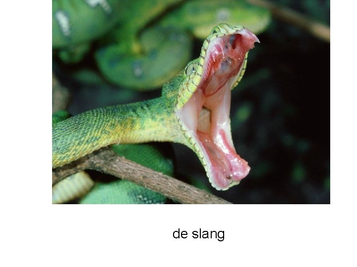 de slang 