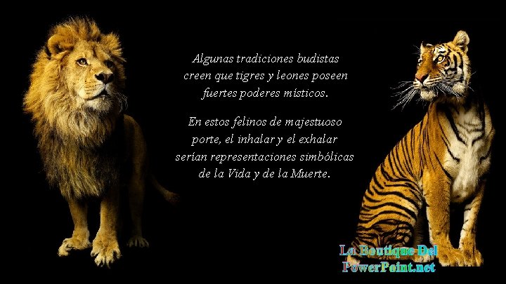 Algunas tradiciones budistas creen que tigres y leones poseen fuertes poderes místicos. En estos