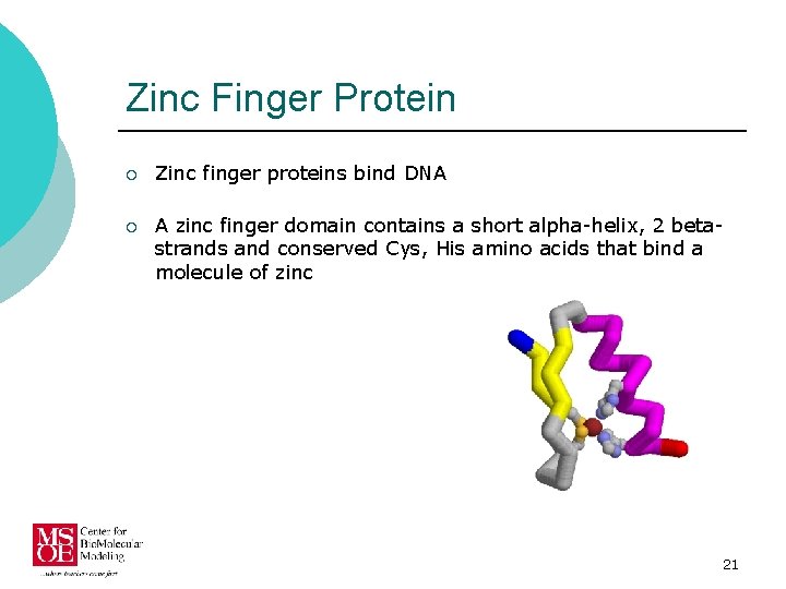 Zinc Finger Protein ¡ Zinc finger proteins bind DNA ¡ A zinc finger domain