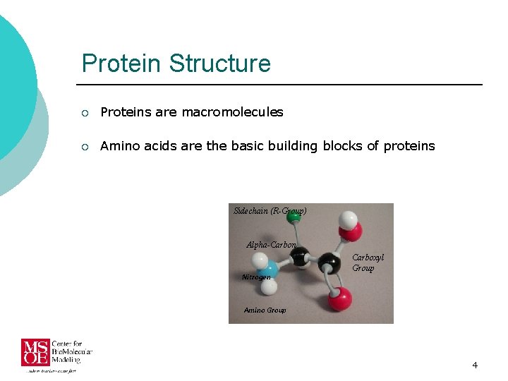 Protein Structure ¡ Proteins are macromolecules ¡ Amino acids are the basic building blocks