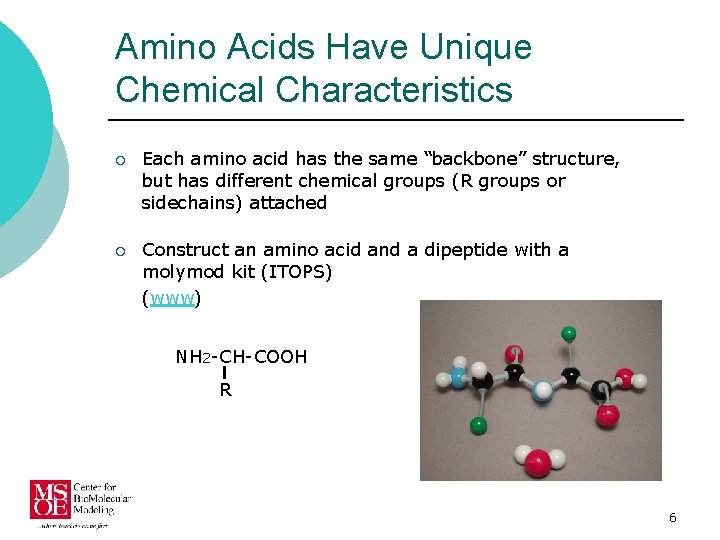 Amino Acids Have Unique Chemical Characteristics ¡ Each amino acid has the same “backbone”