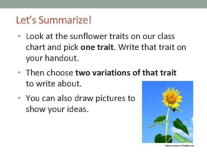 Let’s Summarize! • Look at the sunflower traits on our class chart and pick Let’s Summarize! • Look at the sunflower traits on our class chart and pick