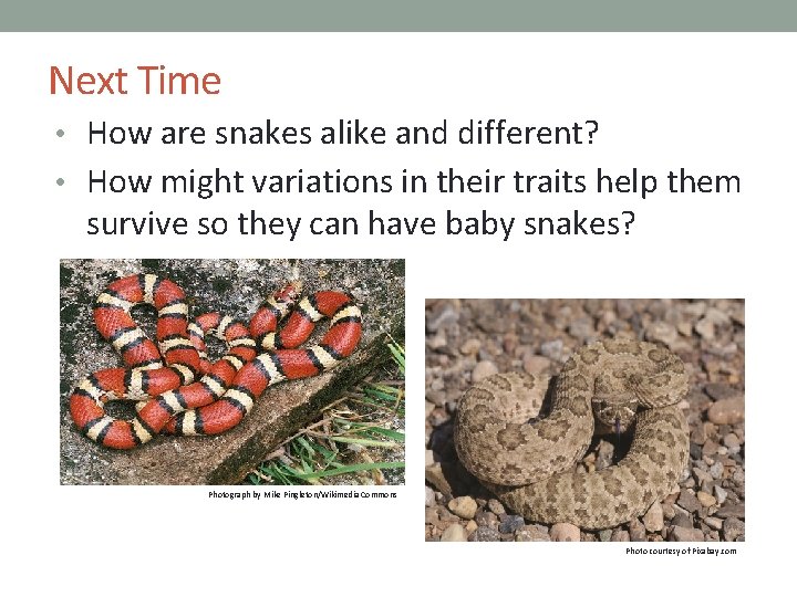 Next Time • How are snakes alike and different? • How might variations in Next Time • How are snakes alike and different? • How might variations in