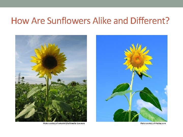How Are Sunflowers Alike and Different? Photo courtesy of An. Ro 0002/Wikimedia Commons Photo How Are Sunflowers Alike and Different? Photo courtesy of An. Ro 0002/Wikimedia Commons Photo