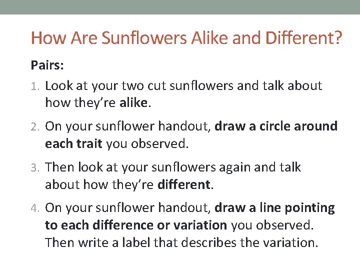 How Are Sunflowers Alike and Different? Pairs: 1. Look at your two cut sunflowers How Are Sunflowers Alike and Different? Pairs: 1. Look at your two cut sunflowers