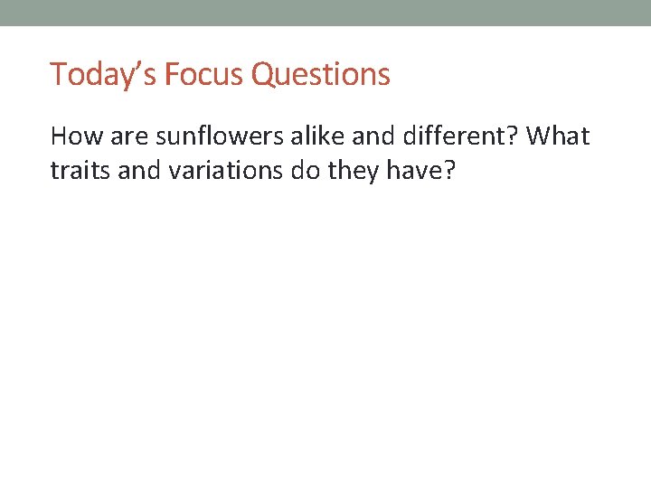 Today’s Focus Questions How are sunflowers alike and different? What traits and variations do Today’s Focus Questions How are sunflowers alike and different? What traits and variations do