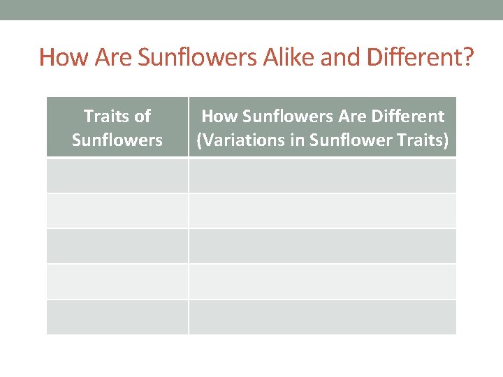 How Are Sunflowers Alike and Different? Traits of Sunflowers How Sunflowers Are Different (Variations How Are Sunflowers Alike and Different? Traits of Sunflowers How Sunflowers Are Different (Variations